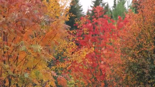 Яскраві кольори осінні дерева в лісі — стокове відео
