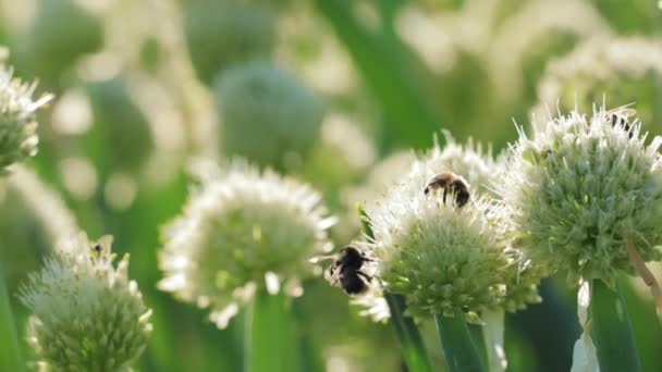 Abeja melífera y abejorro recolectando néctar y polen — Vídeos de Stock