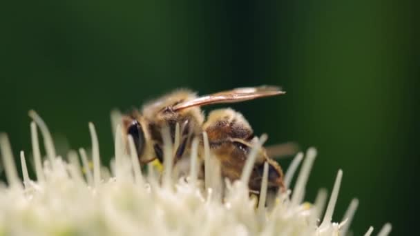 Abeille à miel récoltant nectar et pollen — Video