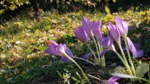 Bloemen van de herfst krokus in close-up — Stockvideo