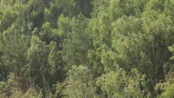 Pluie avec vent dans la forêt de bouleaux