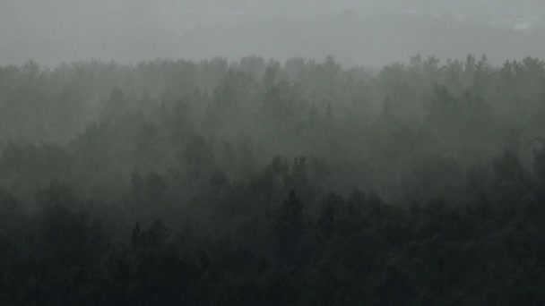 Downpour in birch forest in summer — Stock Video