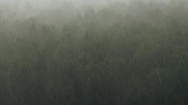 Downpour in birch forest in summer — Vídeo de Stock