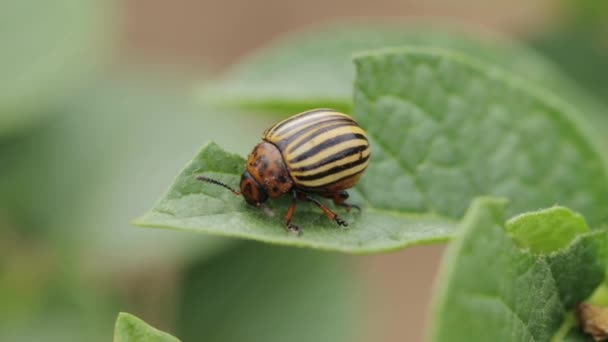 Doryphore de la pomme de terre sur une feuille de pomme de terre — Video