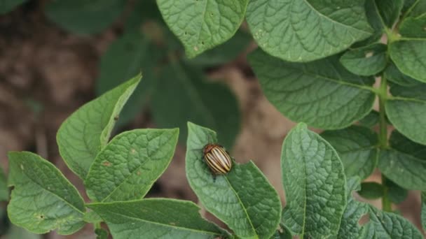 Coloradokever op een aardappel blad — Stockvideo