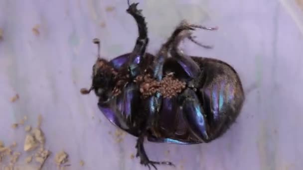 Earth-boring dung beetle in closeup — Stockvideo