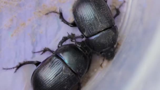 Earth-boring dung beetles in closeup — Stockvideo