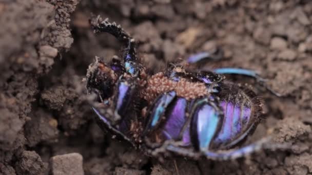 Parazita kullancsok a föld-unalmas ganajtúró bogár közelkép — Stock videók