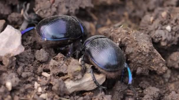 Earth-boring dung beetles in closeup — Video Stock