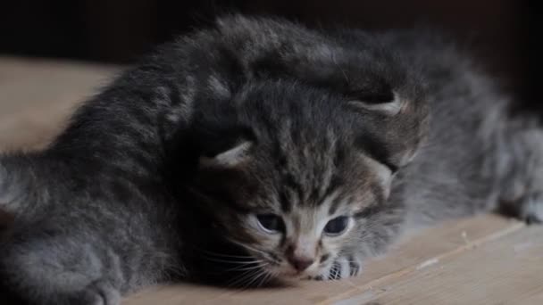 Két aranyos kiscica a földön. — Stock videók