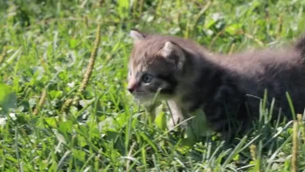Kotě kráčí po čerstvé zelené trávě — Stock video
