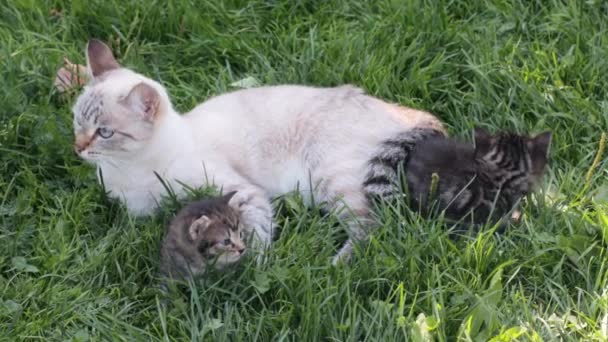 Mother cat with her kittens on grass — Wideo stockowe