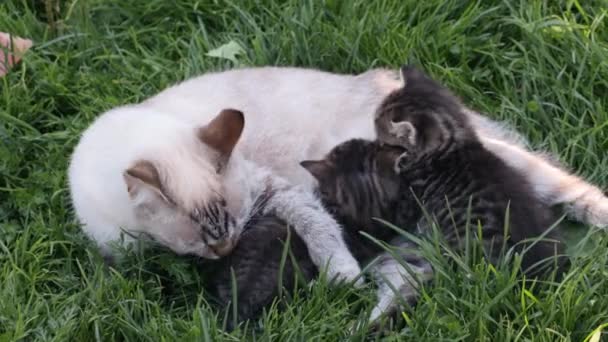 Madre gato con sus gatitos en la hierba — Vídeo de stock