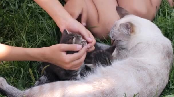 Chicas acariciando a un gatito en la hierba — Vídeos de Stock