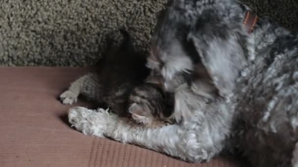 犬と小さな灰色の子猫 — ストック動画