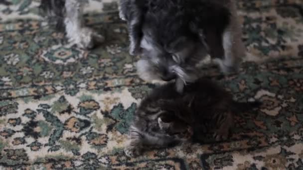 Cão com gatinho cinzento — Vídeo de Stock