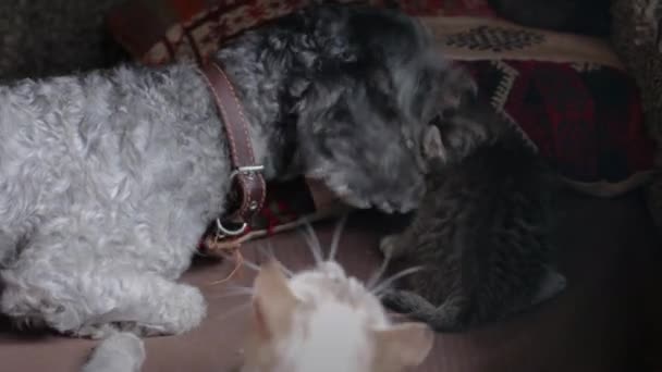 Küçük gri kediciği olan köpek — Stok video