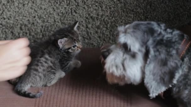 Klein bang katje en een hond, eerste contact — Stockvideo