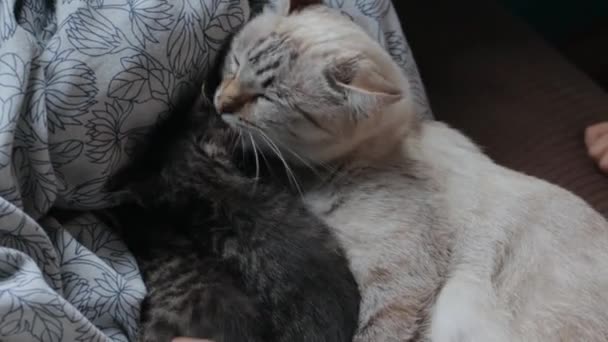 Anne kedi ve kedi yavruları. — Stok video