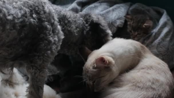 Mother cat with her kittens — Stock Video