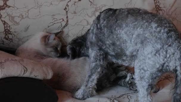 Cão brincando com gatinho pequeno — Vídeo de Stock