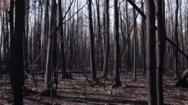 Yazın orman yangınında yanmış orman