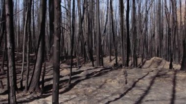 Yazın orman yangınında yanmış orman