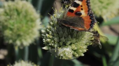 Kelebek ve bal arısı nektar alıyor ve bir bitkiyi tozlaştırıyor