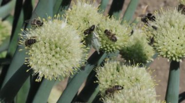 nektar ve polen toplama bal arısı