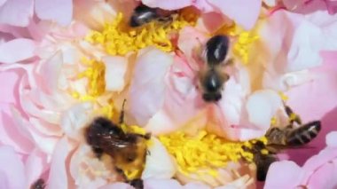 Bal arıları ve yaban arıları çiçekten nektar ve polen topluyor.