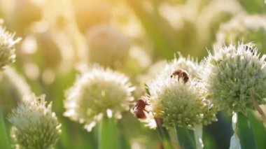Bal arıları ve yaban arıları nektar ve polen topluyor.