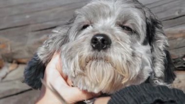 Köpeğini makasla kesen bir kadın.