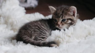 Kanepedeki küçük gri kedi yavrusu