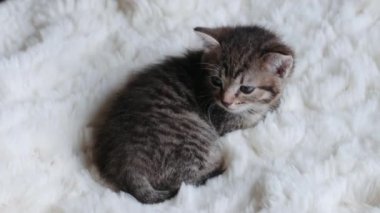 Kanepedeki küçük gri kedi yavrusu