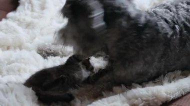 Köpek yavru kediyle oynuyor.