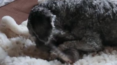 Köpek yavru kediyle oynuyor.