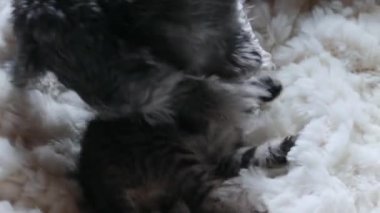 Köpek yavru kediyle oynuyor.