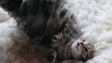 Köpek yavru kediyle oynuyor.