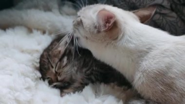 Köpek, kedisini yıkaması için annesine yardım ediyor.