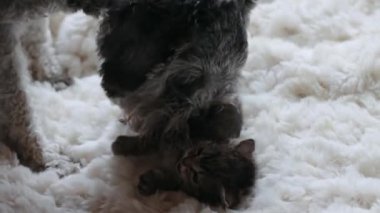 Köpek yavru kediyle oynuyor.