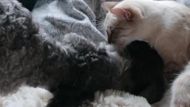 Köpek, kedisini yıkaması için annesine yardım ediyor.