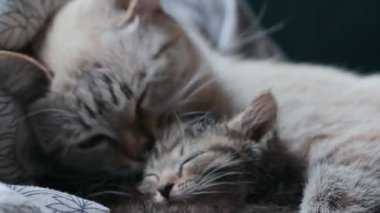 Anne kedi ve kedi yavrusu.