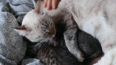Anne kedi ve kedi yavruları.