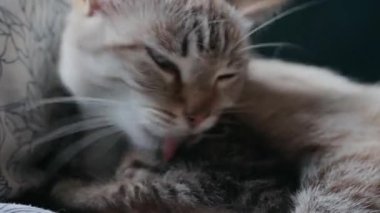 Anne kedi ve kedi yavrusu.