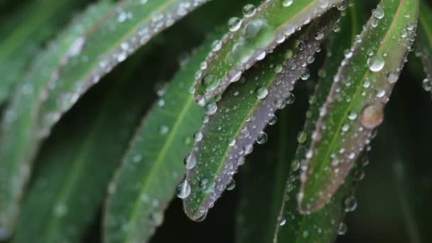 Water drops on leaves of plant in closeup — Wideo stockowe