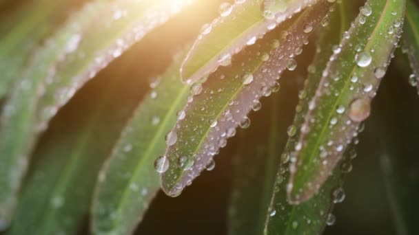 Water drops on leaves of plant in closeup — Video Stock