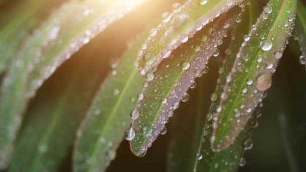 Water drops on leaves of plant in closeup — Video Stock