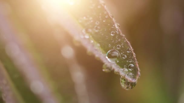 Water drops on leaves of plant in closeup — Vídeo de Stock