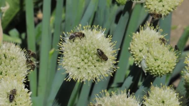 Nektar ve polen toplama bal arısı — Stok video