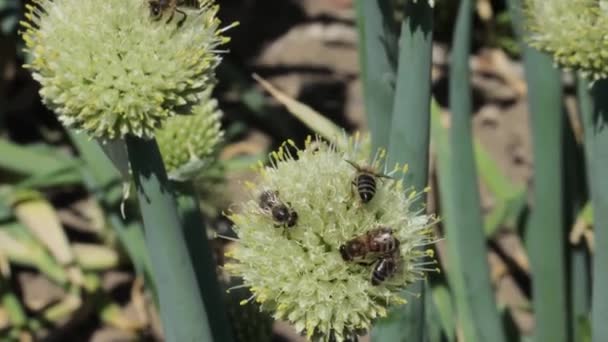 Abeja recolectora de néctar y polen — Vídeos de Stock